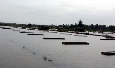 Nhiều[-]cánh[-]đồng[-]muối[-]của[-]ngư[-]dân[-]Quỳnh[-]Lưu[-]cũng[-]bị[-]nước[-]ngập[-]băng.